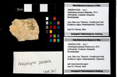 Foto (Objekt + Etikett) von Ankylokypha parabola (Robins et al., 2013)  (NHMW-GEO-1990-0041-3230)